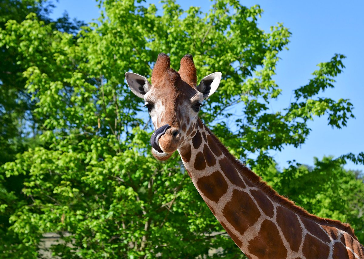 Birmingham Zoo launches ‘Feed Your Animals’ campaign with Protective