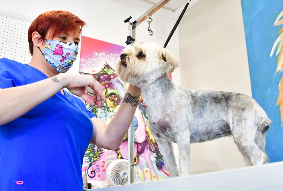 Pet Vet Express expands into a 2nd storefront in Crestline ...