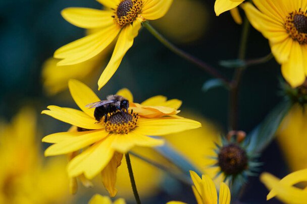 Planting-Pollinators-and-Keeping-Bees-608x405 (1).jpg