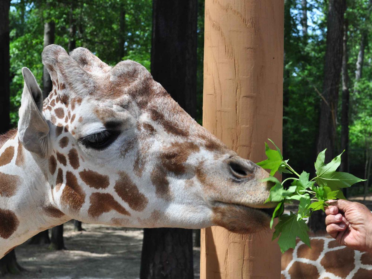 Birmingham Zoo's giraffe feedings return - villagelivingonline.com