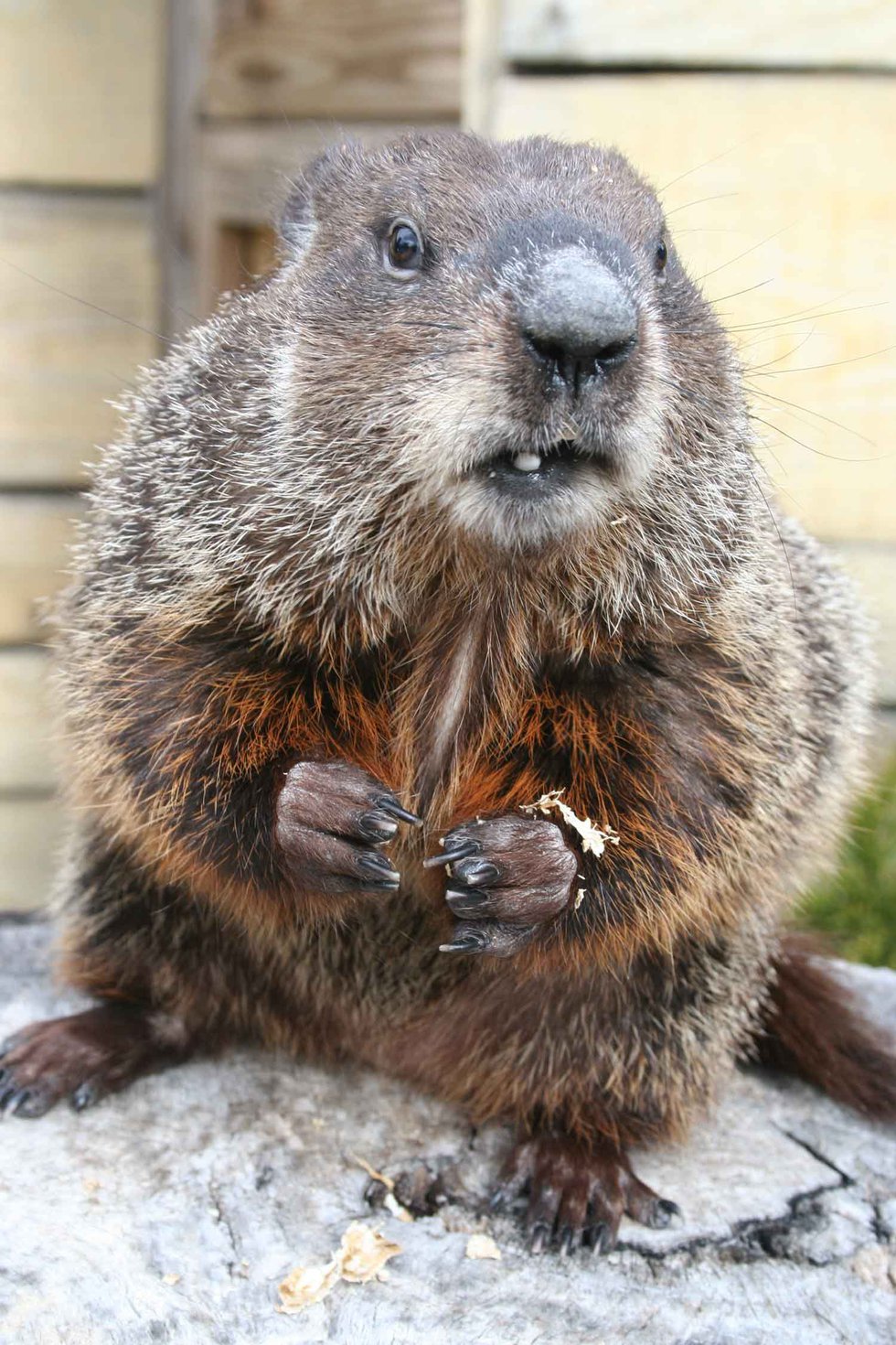 Zoo’s Groundhog, Birmingham Bill set to make his prediction